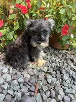 Beauty, a female Miniature Schnauzer for sale in Conklin, NY – Photo 3 of 10