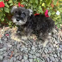 Beauty, a female Miniature Schnauzer for sale in Conklin, NY – Photo 4 of 10