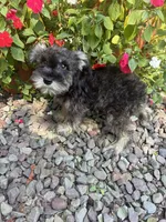 Beauty, a female Miniature Schnauzer for sale in Conklin, NY – Photo 4 of 10