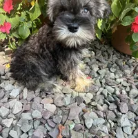 Beauty, a female Miniature Schnauzer for sale in Conklin, NY – Photo 8 of 10