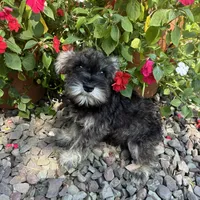 Beauty, a female Miniature Schnauzer for sale in Conklin, NY – Photo 5 of 10