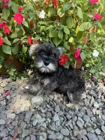 Beauty, a female Miniature Schnauzer for sale in Conklin, NY – Photo 5 of 10