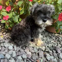 Beauty, a female Miniature Schnauzer for sale in Conklin, NY – Photo 2 of 10