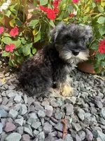 Beauty, a female Miniature Schnauzer for sale in Conklin, NY – Photo 2 of 10
