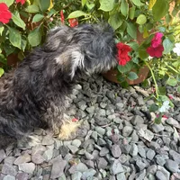Beauty, a female Miniature Schnauzer for sale in Conklin, NY – Photo 9 of 10