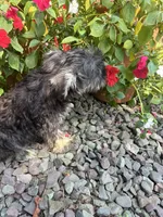 Beauty, a female Miniature Schnauzer for sale in Conklin, NY – Photo 9 of 10