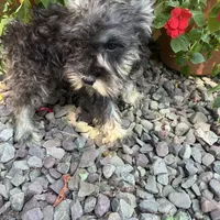 Beauty, a female Miniature Schnauzer for sale in Conklin, NY – Photo 10 of 10