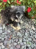 Beauty, a female Miniature Schnauzer for sale in Conklin, NY – Photo 10 of 10