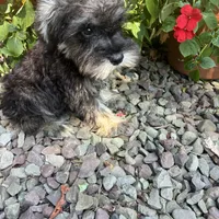 Beauty, a female Miniature Schnauzer for sale in Conklin, NY – Photo 7 of 10