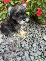 Beauty, a female Miniature Schnauzer for sale in Conklin, NY – Photo 7 of 10