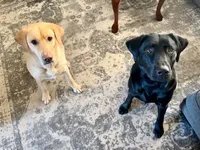 Clover, a male Labrador Retriever for sale in Eagan, MN – 3 of 5