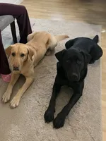 Astro, a male Labrador Retriever for sale in Eagan, MN – 4 of 5