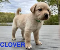 Clover, a male Labrador Retriever for sale in Eagan, MN – 1 of 5