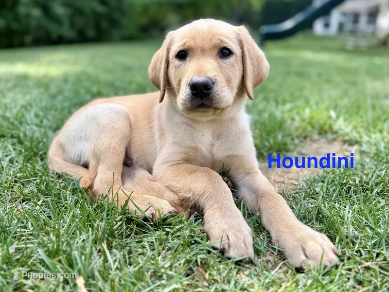 Houndini – Labrador Retriever puppy for sale in Eagan, MN