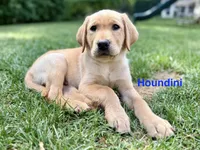 Houndini, a male Labrador Retriever for sale in Eagan, MN – 1 of 5