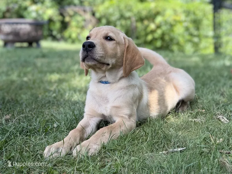 Astro – Labrador Retriever puppy for sale in Eagan, MN