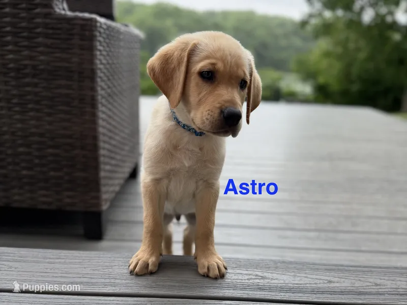 Astro – Labrador Retriever puppy for sale in Eagan, MN