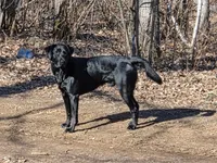 Houndini, a male Labrador Retriever for sale in Eagan, MN – 2 of 5