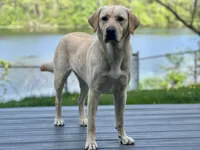 Astro, a male Labrador Retriever for sale in Eagan, MN – 2 of 5