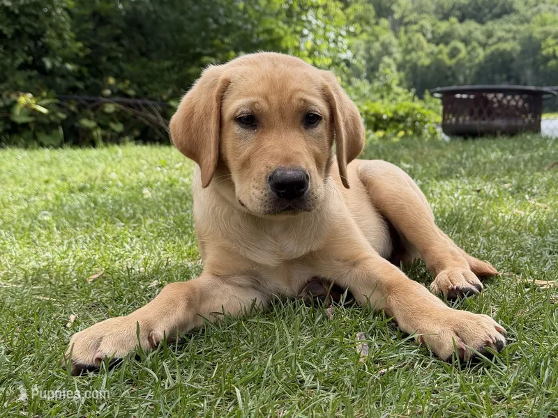 Houndini – Labrador Retriever puppy for sale in Eagan, MN