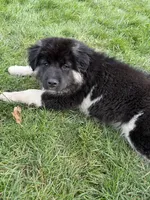 Rosie, a female Akita and English Mastiff for sale in Gaston, OR – Photo 3 of 3