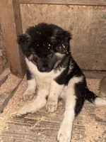 Rosie, a female Akita and English Mastiff for sale in Gaston, OR – Photo 1 of 3