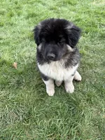 Rosie, a female Akita and English Mastiff for sale in Gaston, OR – Photo 2 of 3