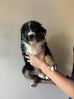 Anakin , a male Australian Shepherd for sale in Winton, CA – 3 of 4
