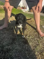 Ikarus, a male Australian Shepherd and German Shepherd Dog for sale in Winton, CA – 4 of 9