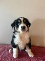 Hercules, a male Australian Shepherd for sale in Winton, CA – 4 of 5