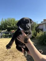 Frankenstein, a male Australian Shepherd and German Shepherd Dog for sale in Winton, CA – 4 of 5