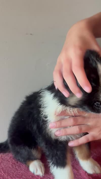 Hades, a male Australian Shepherd for sale in Winton, CA – 3 of 3