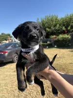 ikarus, a male Australian Shepherd and German Shepherd Dog for sale in Winton, CA – 3 of 3