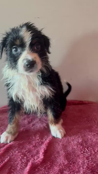 Maxine, a female Australian Shepherd for sale in Winton, CA – 4 of 5