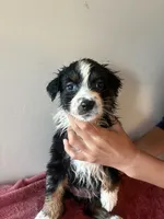 Maxine, a female Australian Shepherd for sale in Winton, CA – 2 of 5