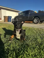 Harley , a female Australian Shepherd and German Shepherd Dog for sale in Winton, CA – 7 of 7