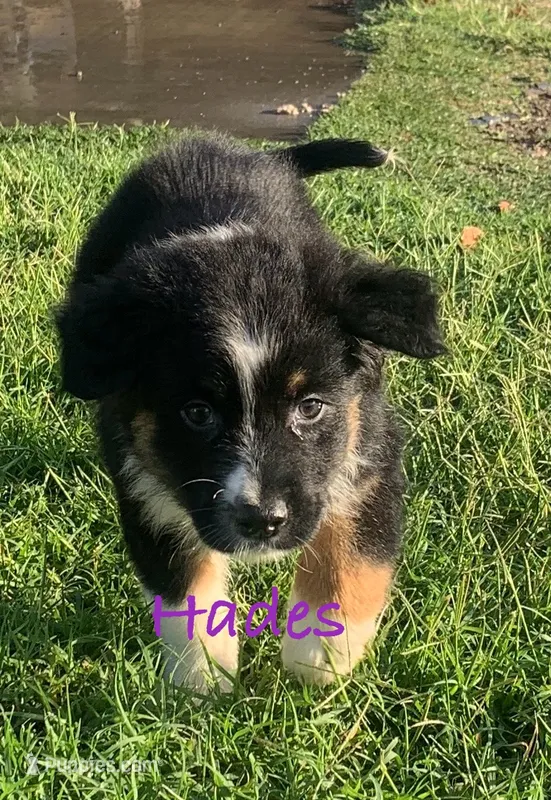 Hades – Australian Shepherd puppy for sale in Winton, CA