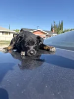 Annie , a female Australian Shepherd and German Shepherd Dog for sale in Winton, CA – 2 of 3