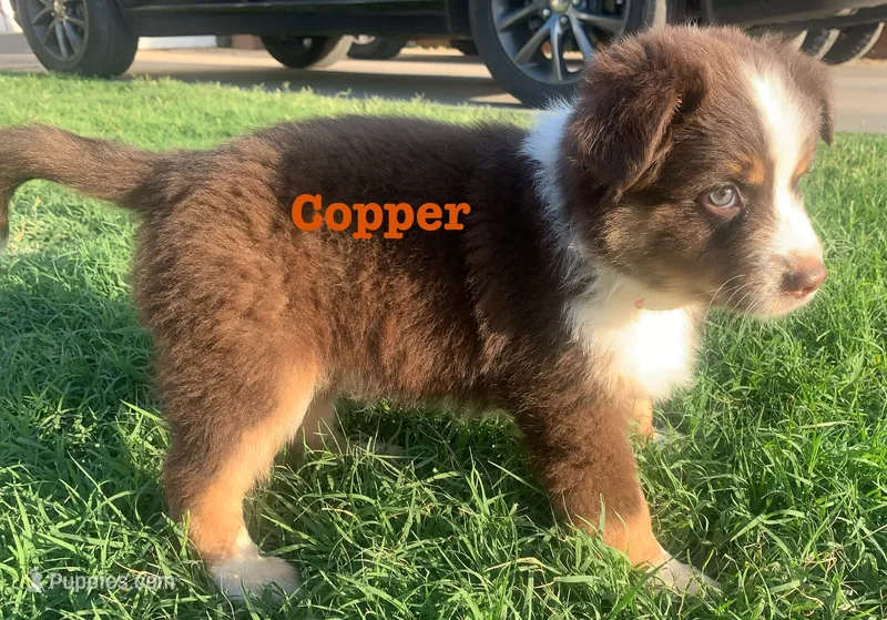 Copper – Australian Shepherd puppy for sale in Winton, CA