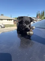 Annie , a female Australian Shepherd and German Shepherd Dog for sale in Winton, CA – 3 of 3