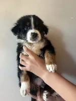 Sokka, a male Australian Shepherd for sale in Winton, CA – 2 of 4