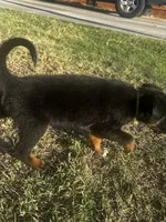 Ivar the Troublemaker, a male Australian Shepherd and German Shepherd Dog for sale in Winton, CA – 7 of 10