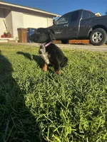 Harley , a female Australian Shepherd and German Shepherd Dog for sale in Winton, CA – 4 of 7