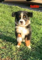 Sokka, a male Australian Shepherd for sale in Winton, CA – 7 of 10
