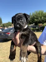 Ivar the Troublemaker, a male Australian Shepherd and German Shepherd Dog for sale in Winton, CA – 2 of 3