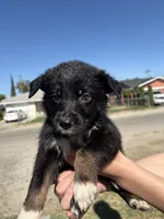 Alphonze Capone, a male Australian Shepherd and German Shepherd Dog for sale in Winton, CA – 2 of 4