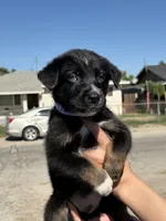 Loki, a male Australian Shepherd and German Shepherd Dog for sale in Winton, CA – 3 of 4