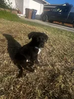 Ikarus, a male Australian Shepherd and German Shepherd Dog for sale in Winton, CA – 8 of 9