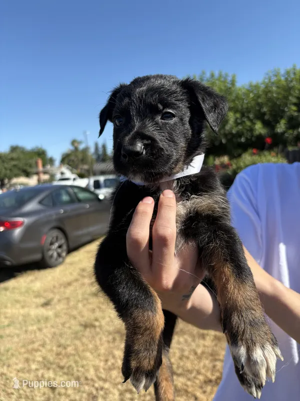 Ivar the Troublemaker – Australian Shepherd, German Shepherd Dog puppy for sale in Winton, CA