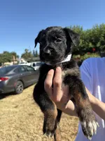 Ivar the Troublemaker, a male Australian Shepherd and German Shepherd Dog for sale in Winton, CA – 1 of 3
